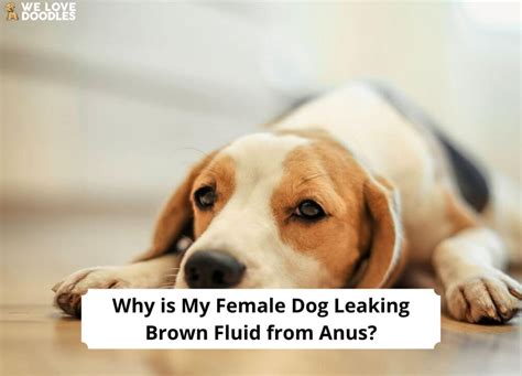 why is my female dog leaking brown fluid from anus|My Dog’s Bottom Is Leaking: What is This Liquid。